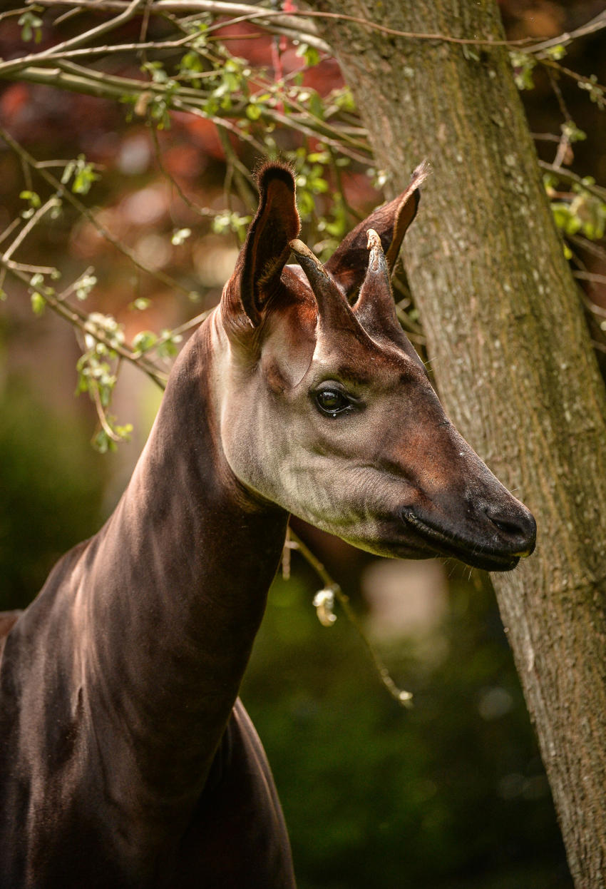 Okapi Dicky (5)