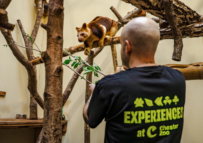 Tree Kangaroo Experience New 3