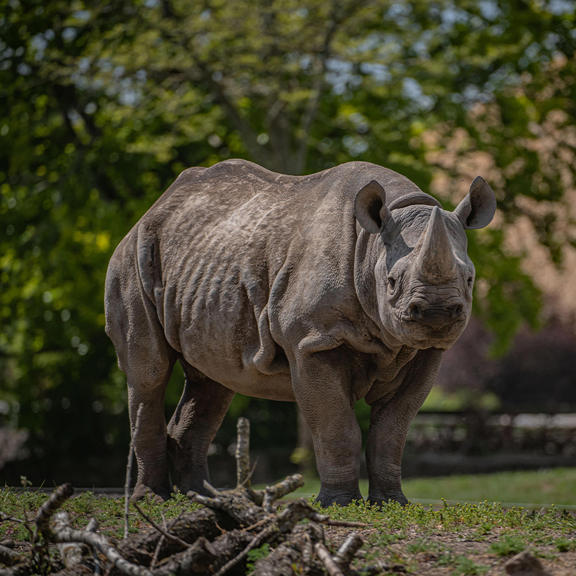 Black Rhino SQUARE