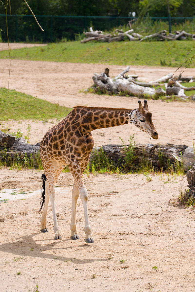 Meet Kris The Rare Giraffe On A Very Important Date4