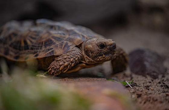 Pancake Tortoise 002