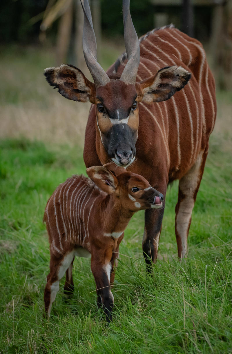 Eastern bongo and baby at Chester Zoo