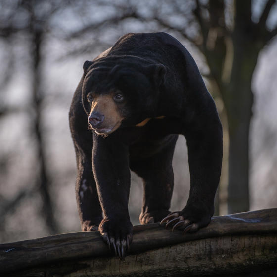 Sun Bear 2