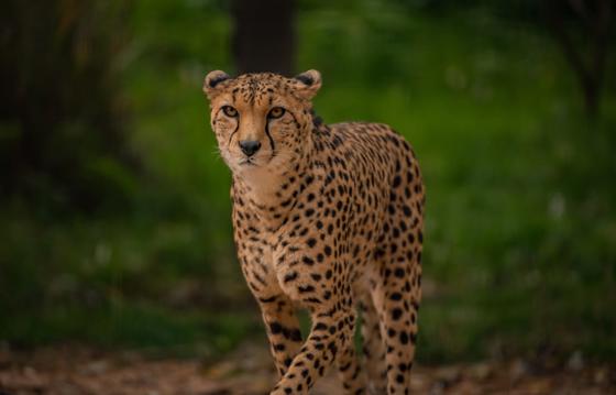 Cheetah At The Zoo 4