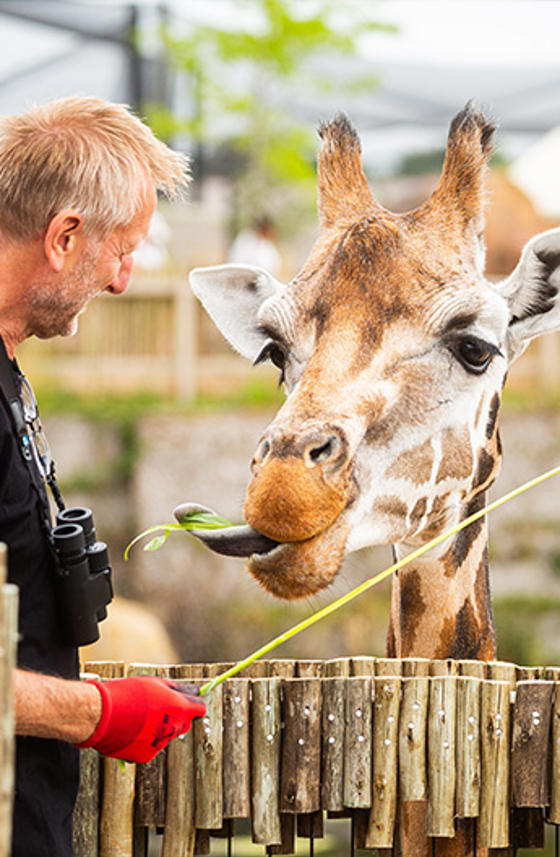 Giraffe Experience Resized For Christmas Page