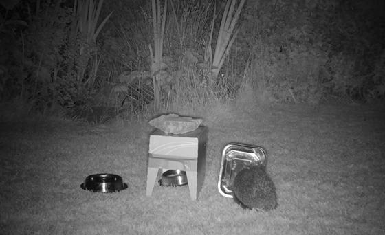 Pic Chester Zoo Nottingham Trent University Hedgehog Watch 4