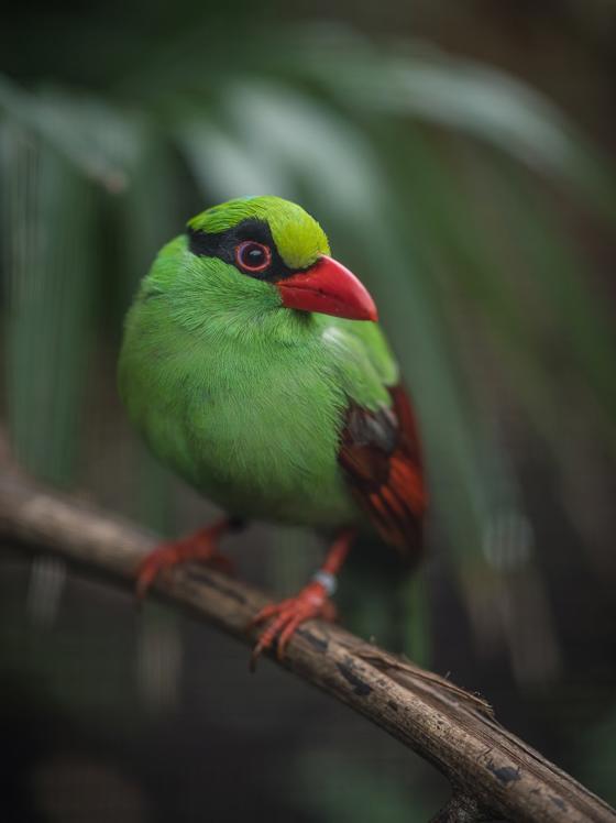 Javan Green Magpie 2