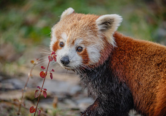 Akashi The Red Panda Has Arrived At Chester Zoo To Help Safeguard Her Species From Extinction 11 (1)