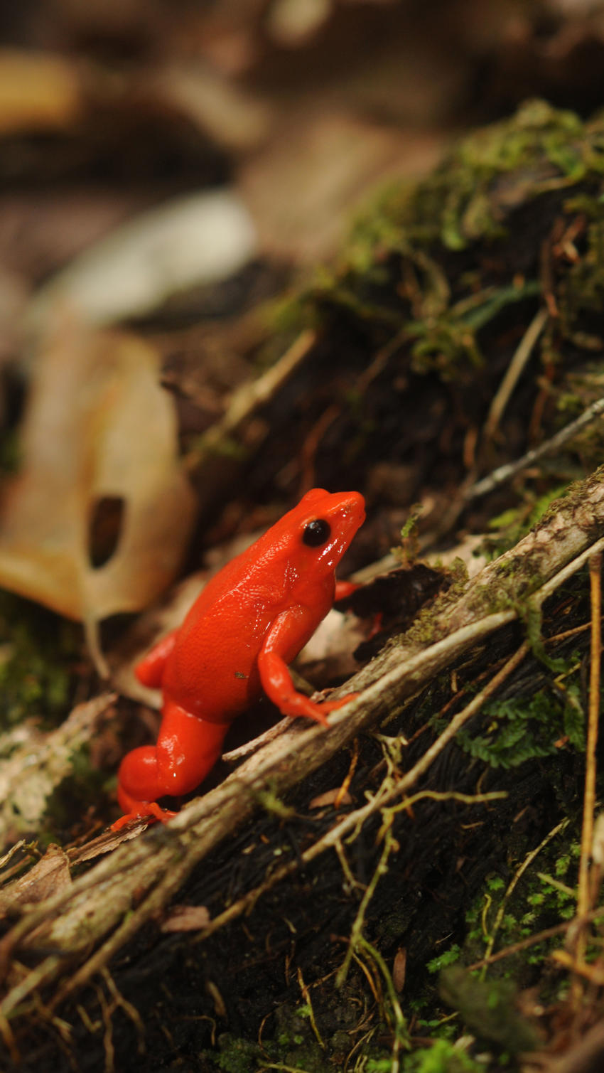 Golden Mantella Mobile