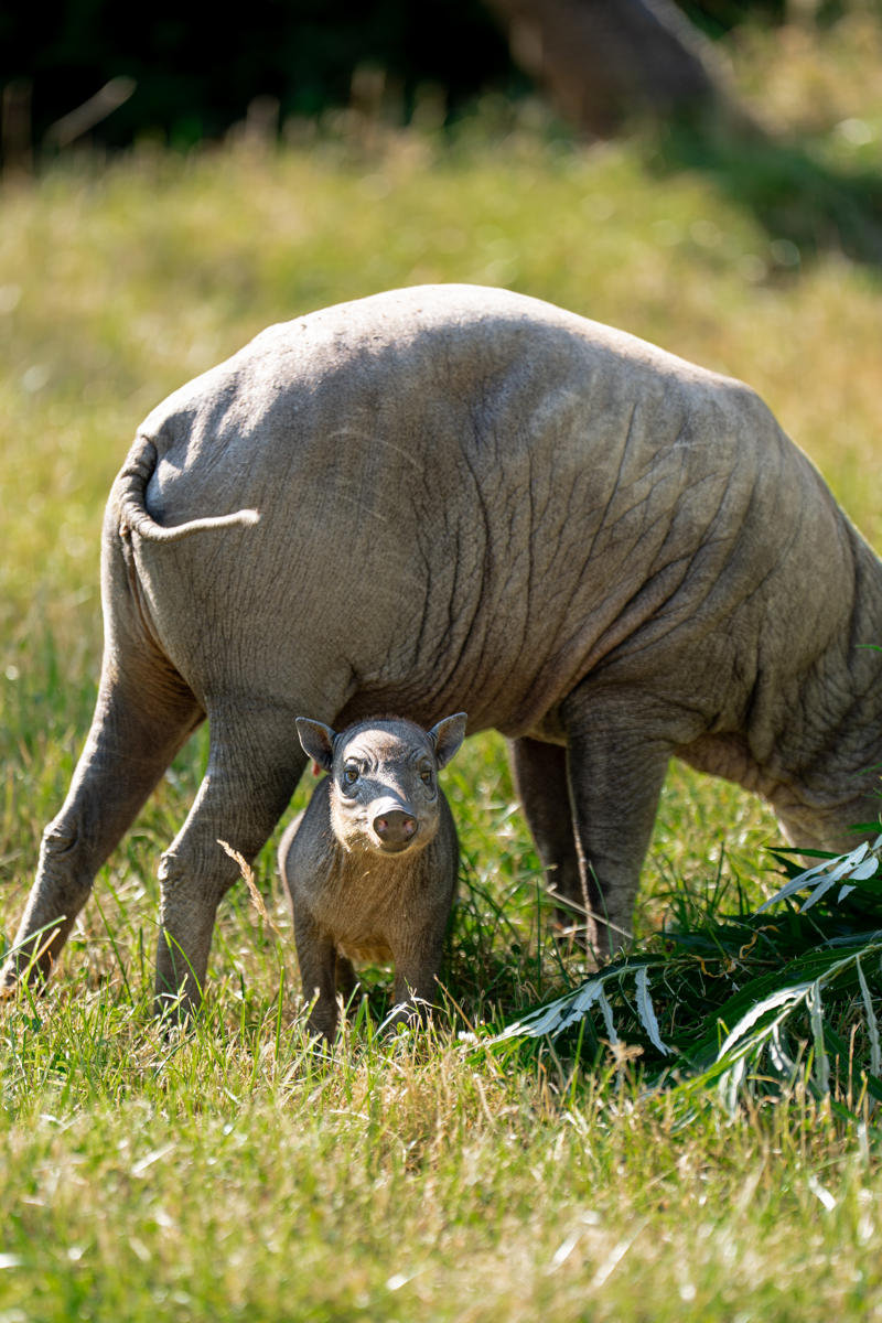 Babirusa Piglet 202613