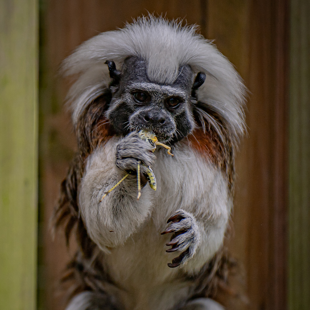 Cotton Top Tamarin 3