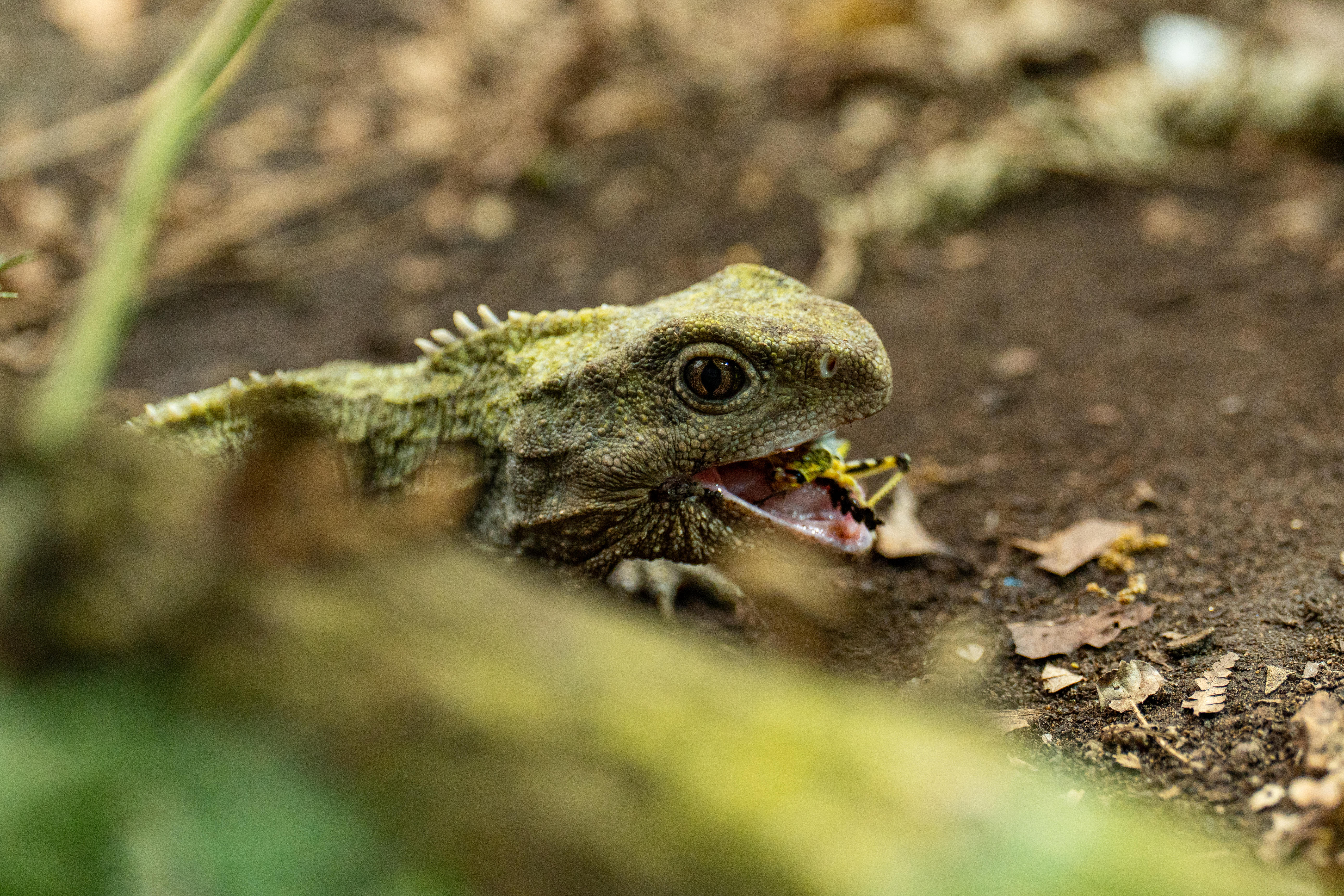 Tuatara Experience 43