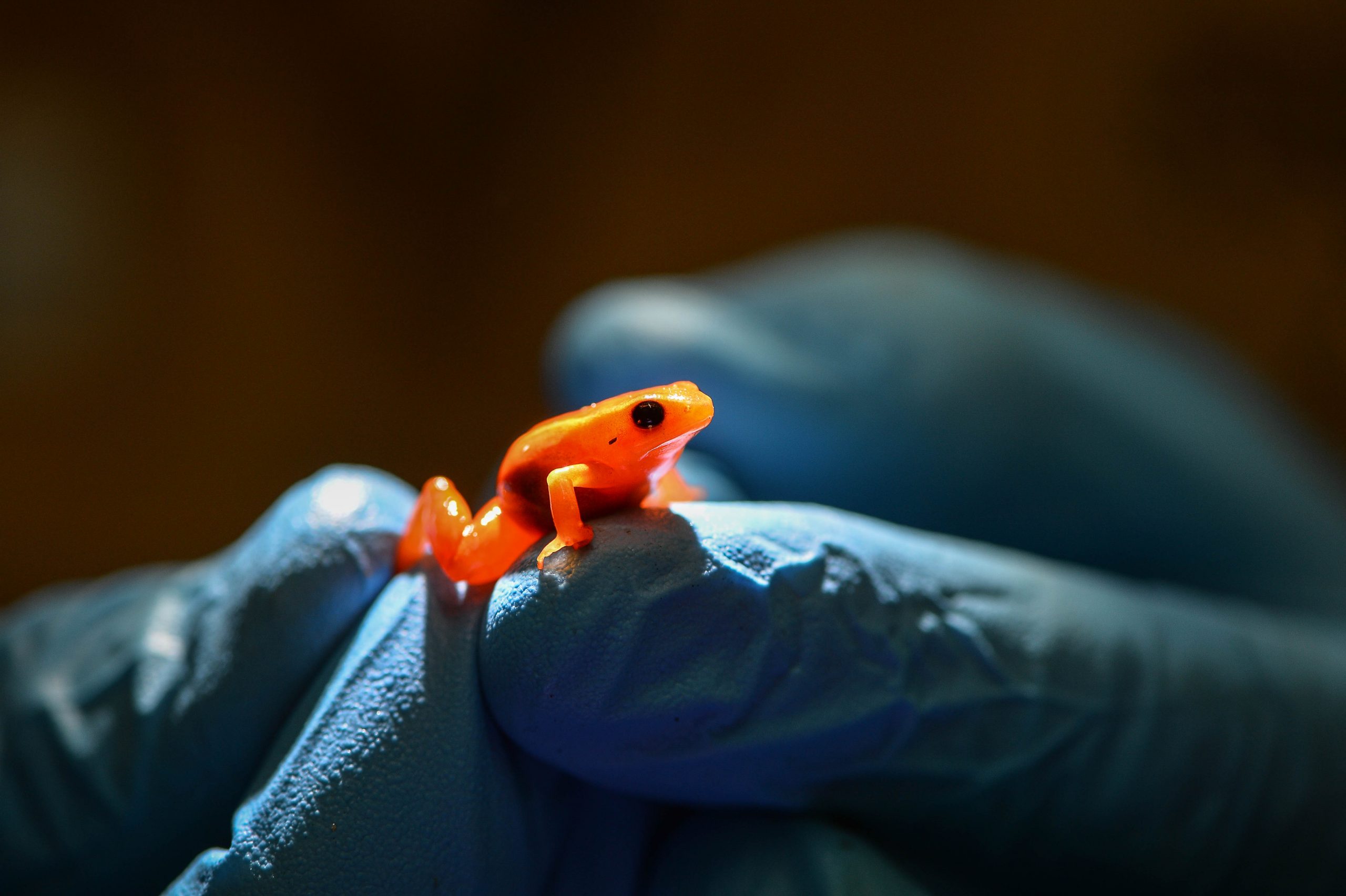 Golden mantella frog | Chester Zoo animals