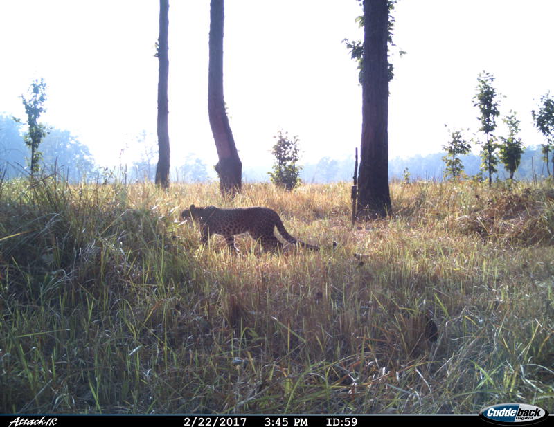 Camera Trap Leopard (6) Bardia National Park 2017 (C) Amy Fitzmaurice, CZ Living With Tigers