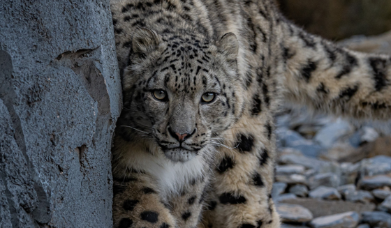 Snow Leopard