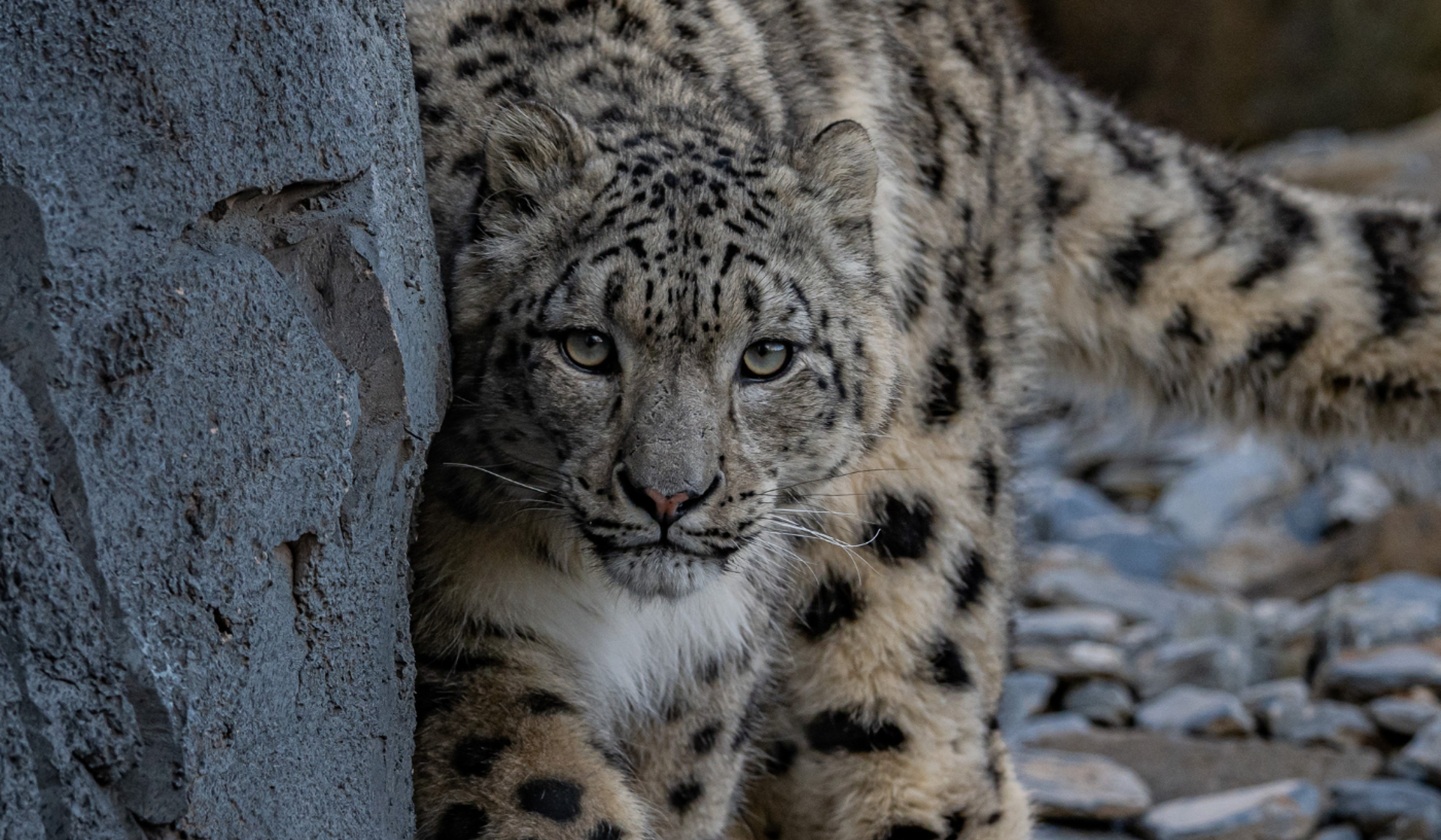 Snow Leopard