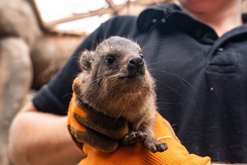 Baby rock hydrax being held by zoo keeper