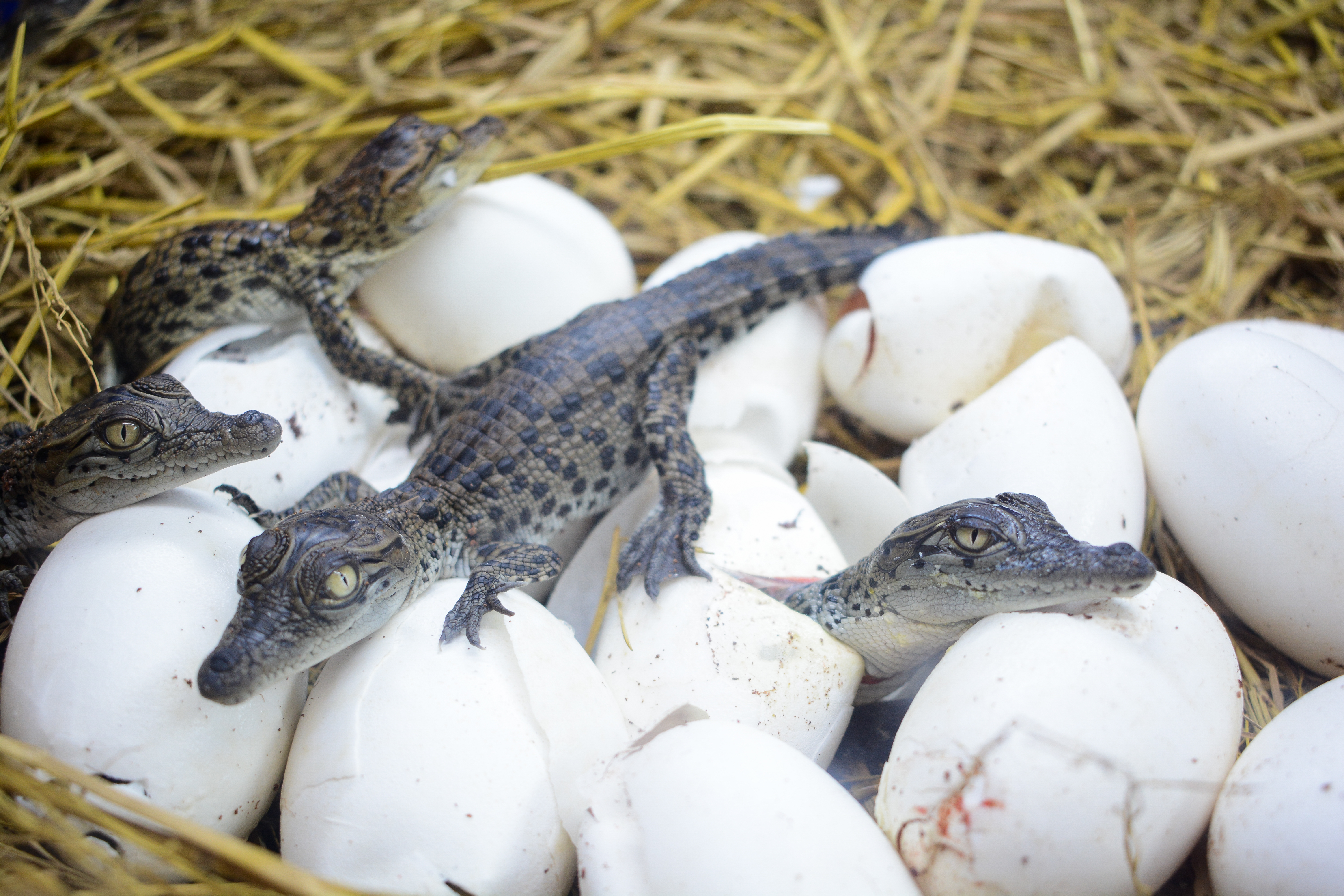 Photo shows small crocodiles hatching from eggs