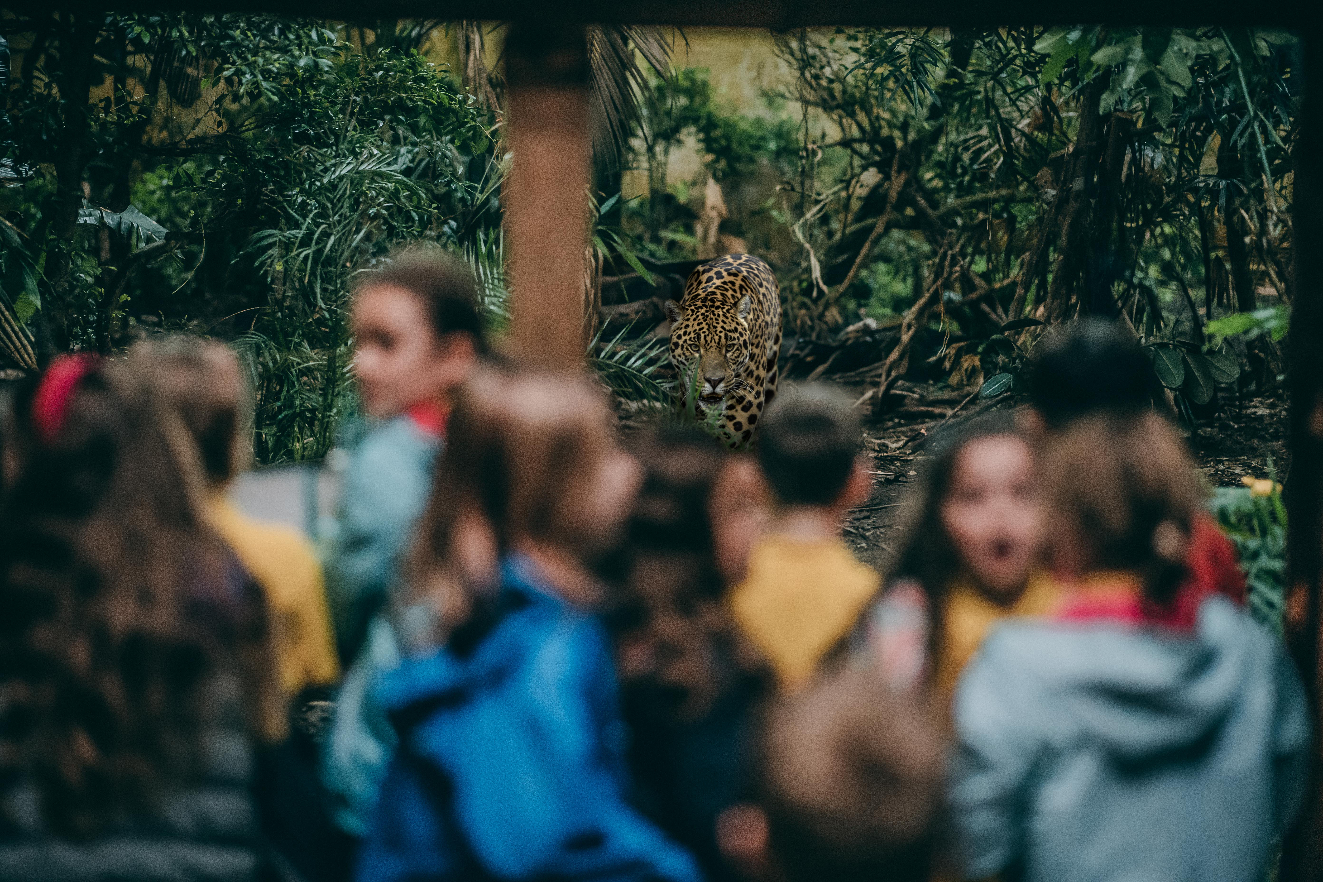 Jaguar Junior Rangers