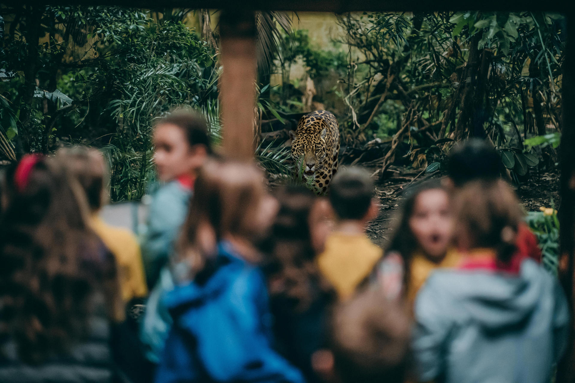 Jaguar Junior Rangers