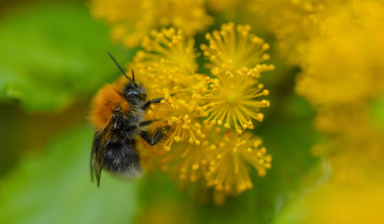Bee Garden 2