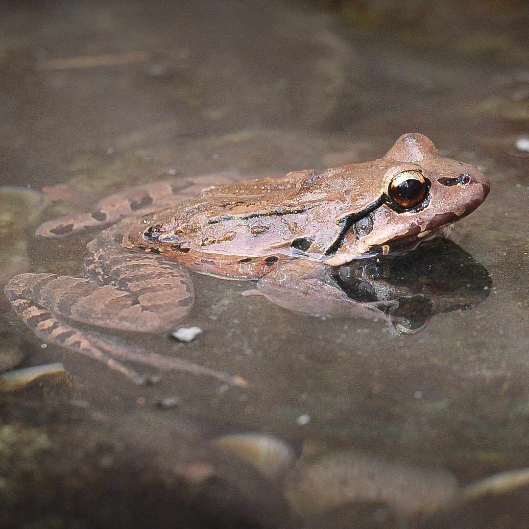 Mountain Chicken Frog at Chester Zoo