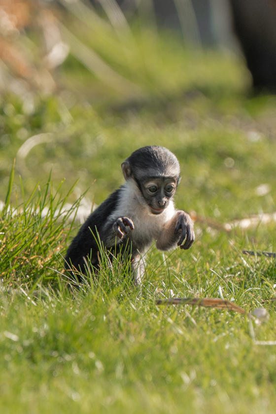 Roloway Monkey Becomes A Mother After Recovering From Pioneering Surgery Lagertha And Masaya 5