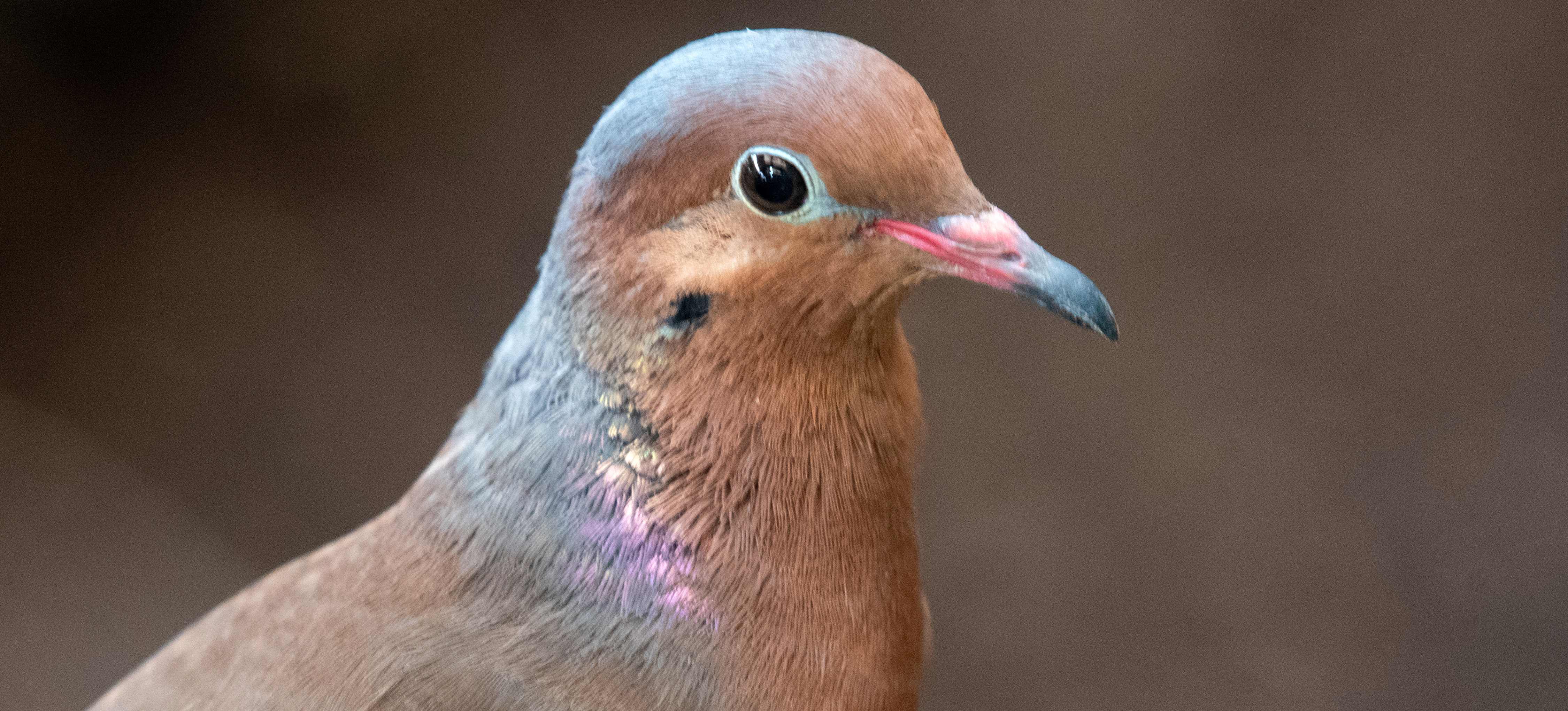 A mature socorro dove. It is a brown bird with pink and blue iridescent feathers, brown eyes and a pink and grey beak