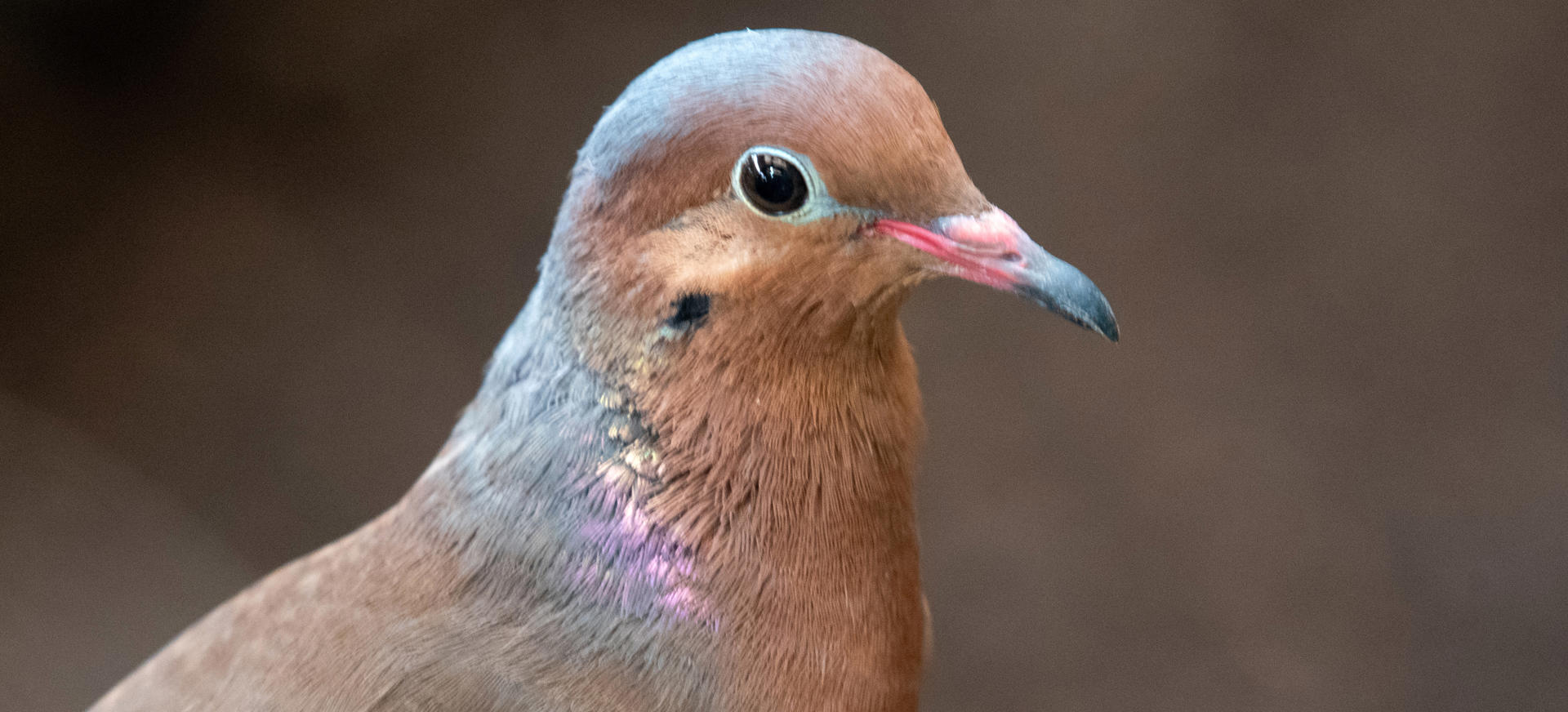 A mature socorro dove. It is a brown bird with pink and blue iridescent feathers, brown eyes and a pink and grey beak