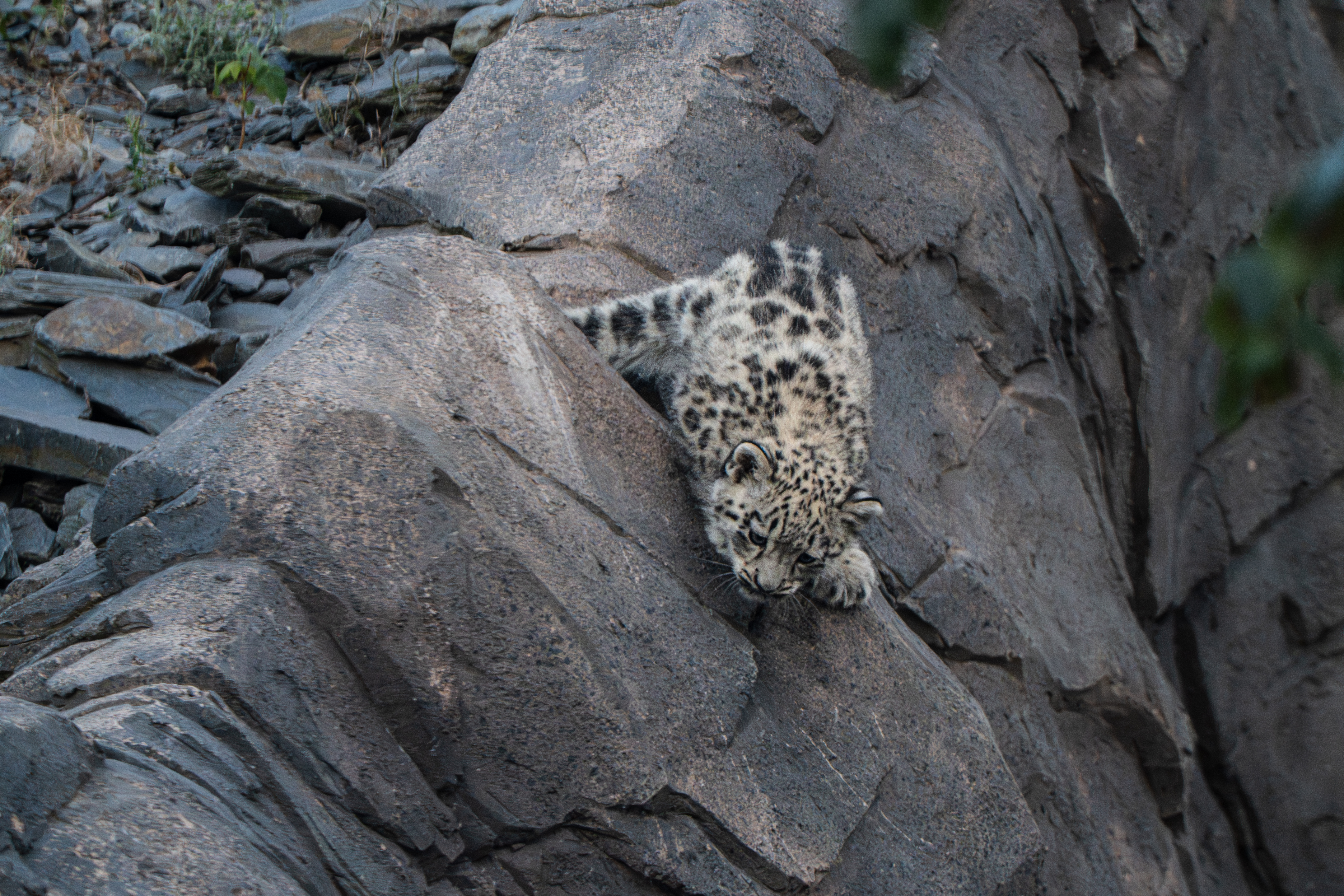 Snow Leopard Cub, Bheri, Ventures Outside For The First Time At Chester Zoo34