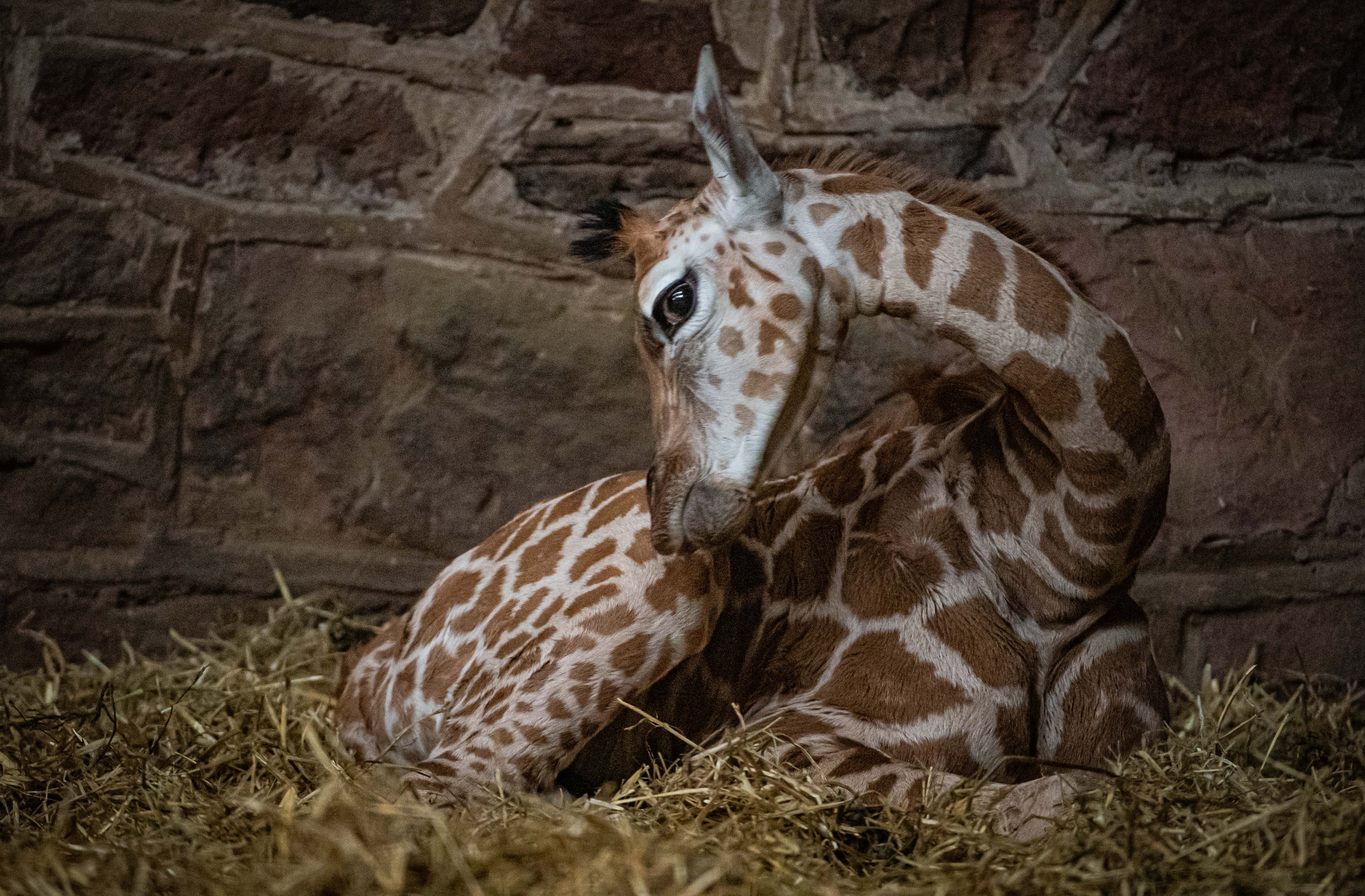 Sleeping Baby Giraffe