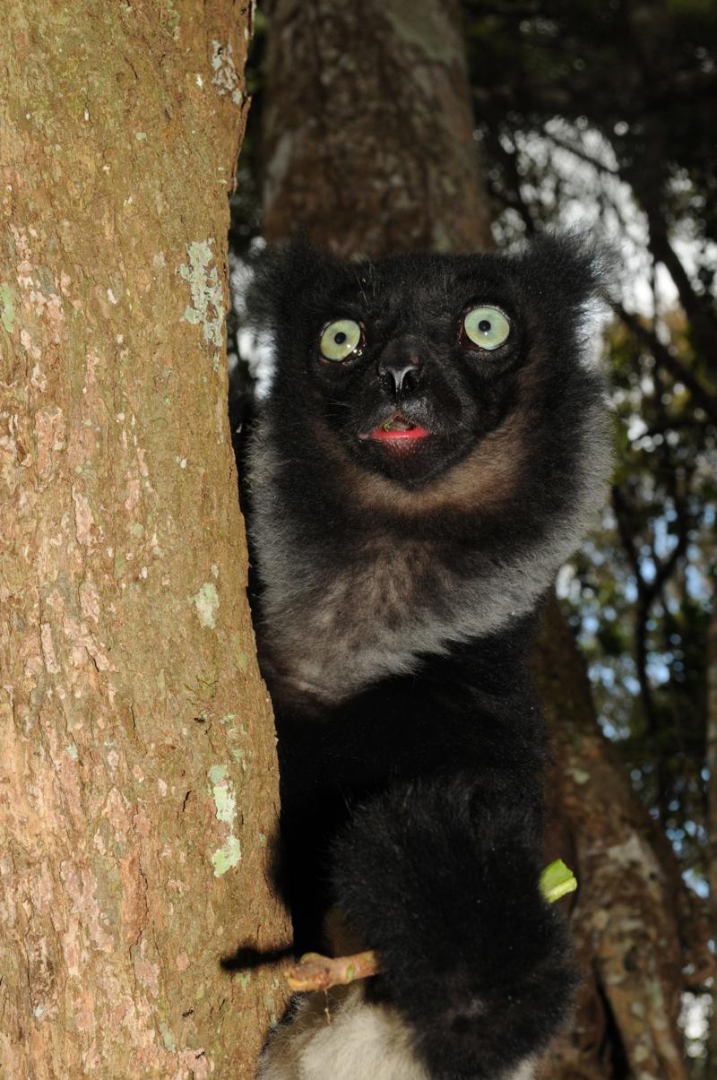 Indri 12 Madagascar 2015 C Gerardo Garcia CZ Scaled