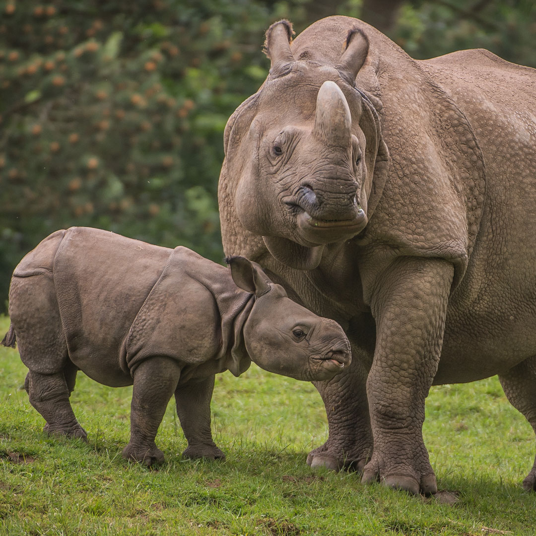 Greater One Horned Rhino 3