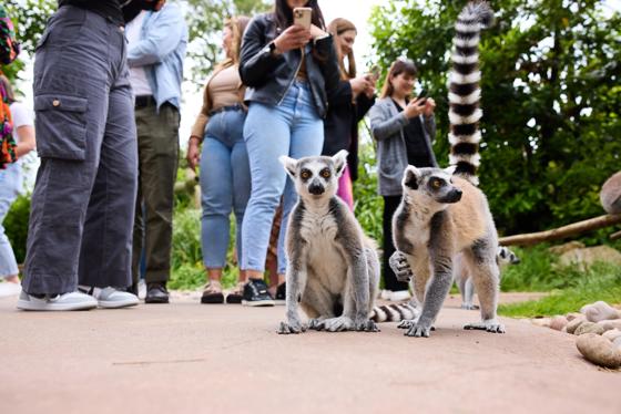 Group With Lemurs Compressed