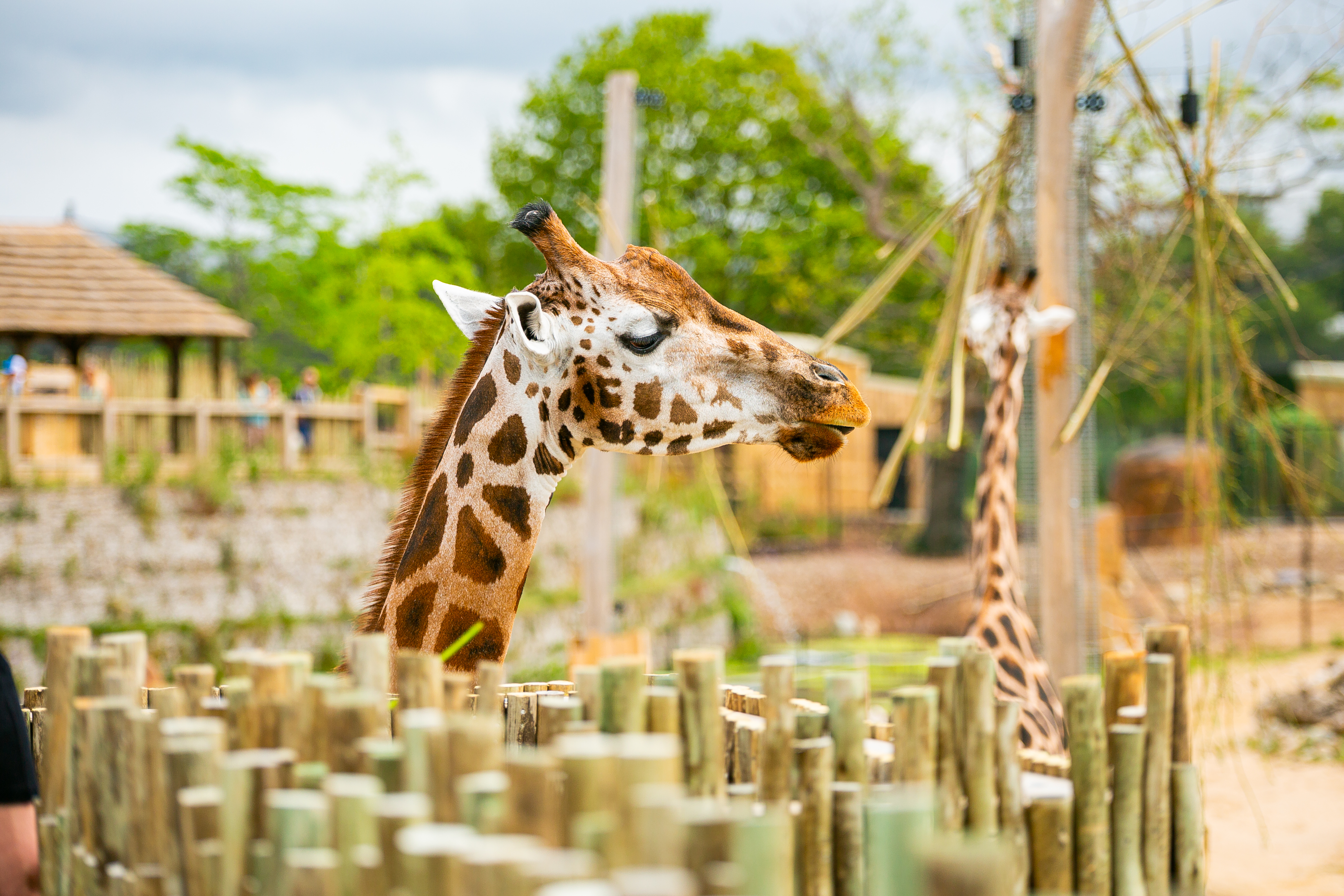 New Giraffe Experience 027