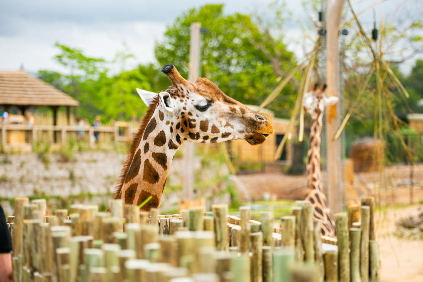 New Giraffe Experience 027