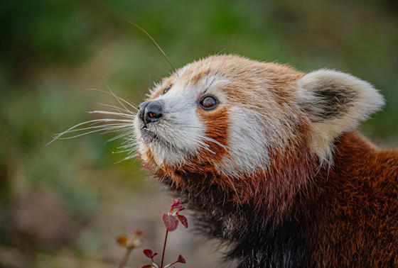 Akashi The Red Panda Has Arrived At Chester Zoo To Help Safeguard Her Species From Extinction 14