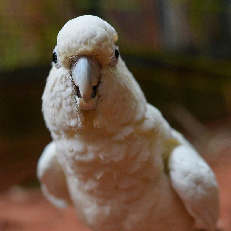 A close up photo of a philippine cockatoo, a white bird with an overhanging beak. It is looking straight at the camera
