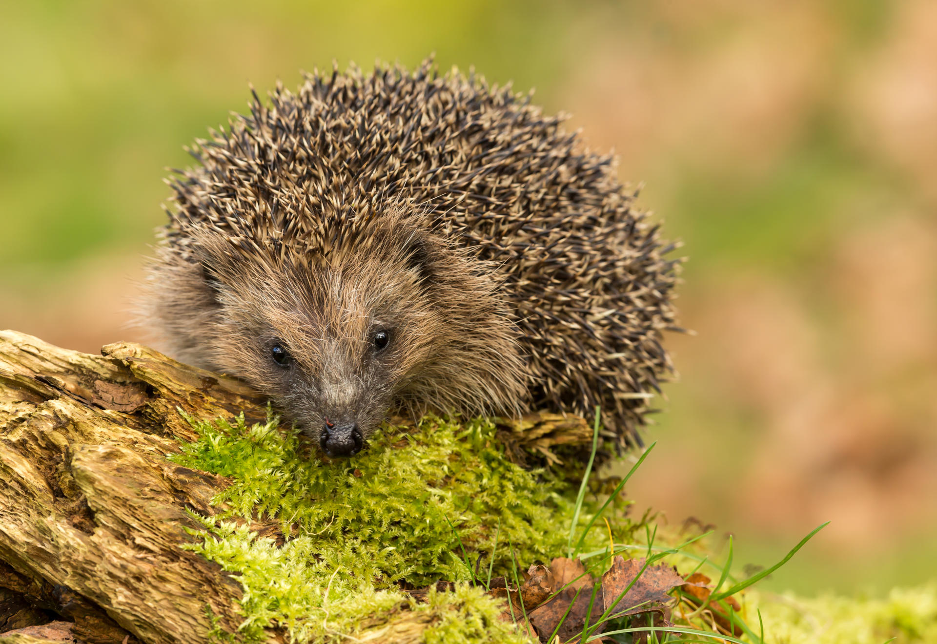 Hedgehog's Have Been Spotted By Conservationists Monitoring Threatened Wildlife At Chester Zoo's Nature Reserve