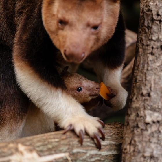 Treekangaroo Joey 2026 13 (1)