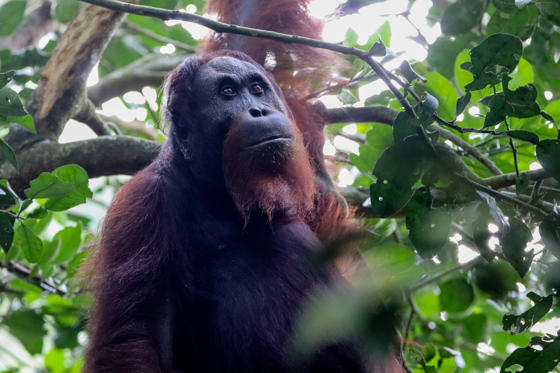 Bornean Orangutan IMG 6642 (2)