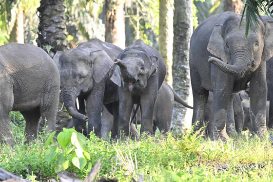 Bornean Elephants