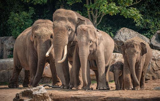 Members Of The Asian Elephant Herd At Chester Zoo. From Left To Right... Maya, Aung Bo, Sundara Hi Way, Riva Hi Way And Indali Hi Way