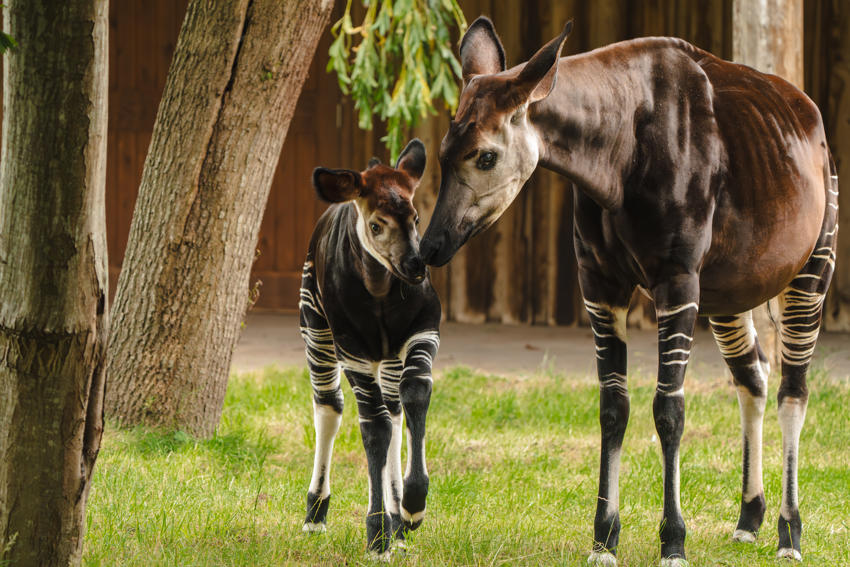 Okapi Calf Miloli Leaves The Nest For The First Time And Steps Into The Sunshine For His First Outdoor Adventure5 (1)