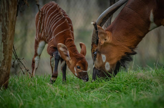 Bongo Calf (10)