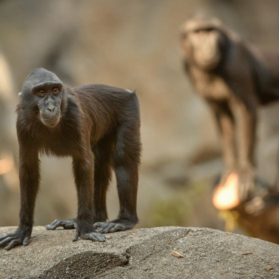 Sulawesi Crested Macaque 7