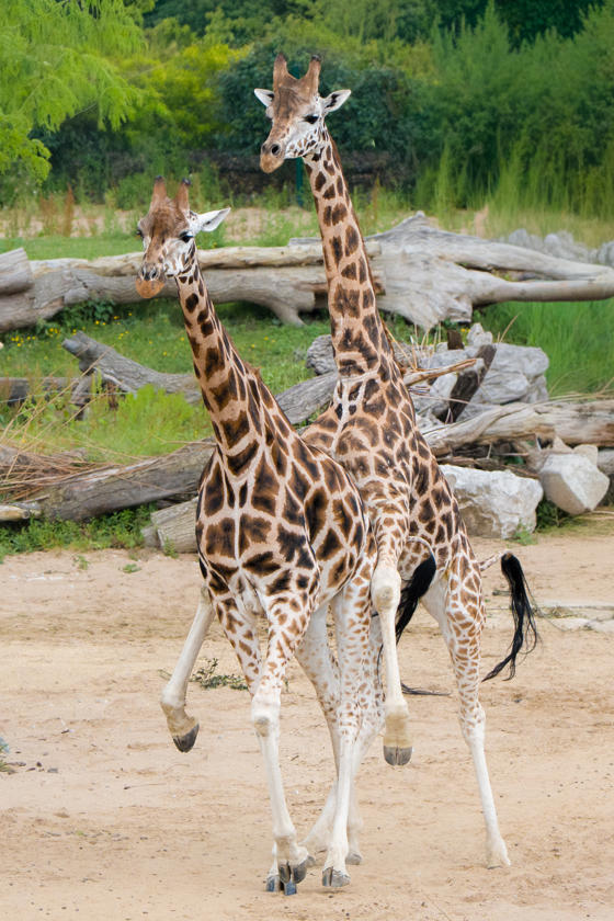 Meet Kris The Rare Giraffe