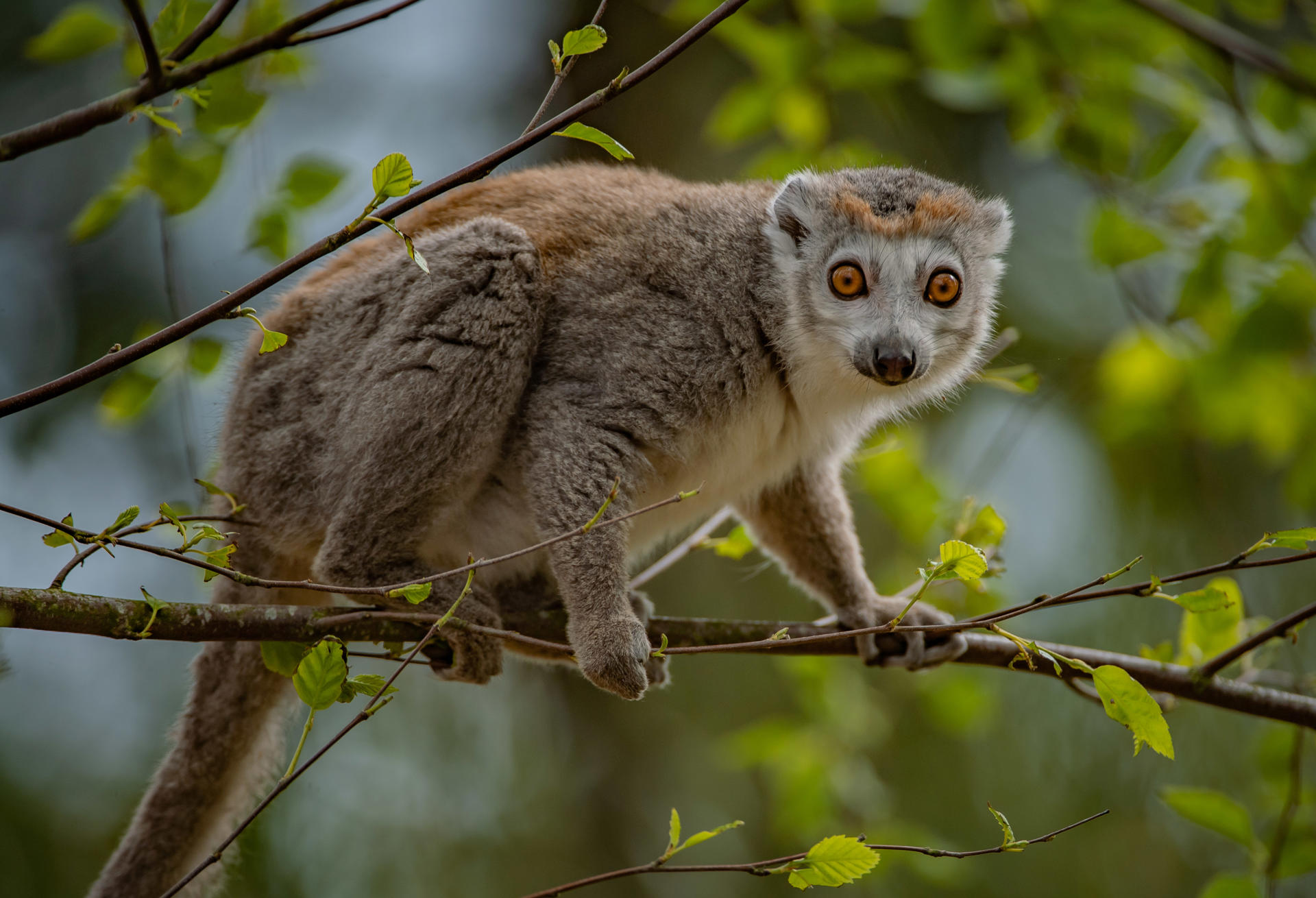 Crowned lemur at Chester Zoo