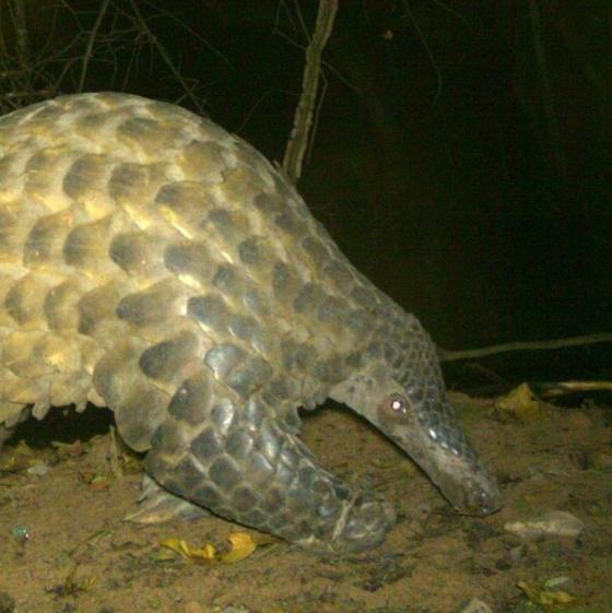 Giant Pangolin In The Wild SQUARE