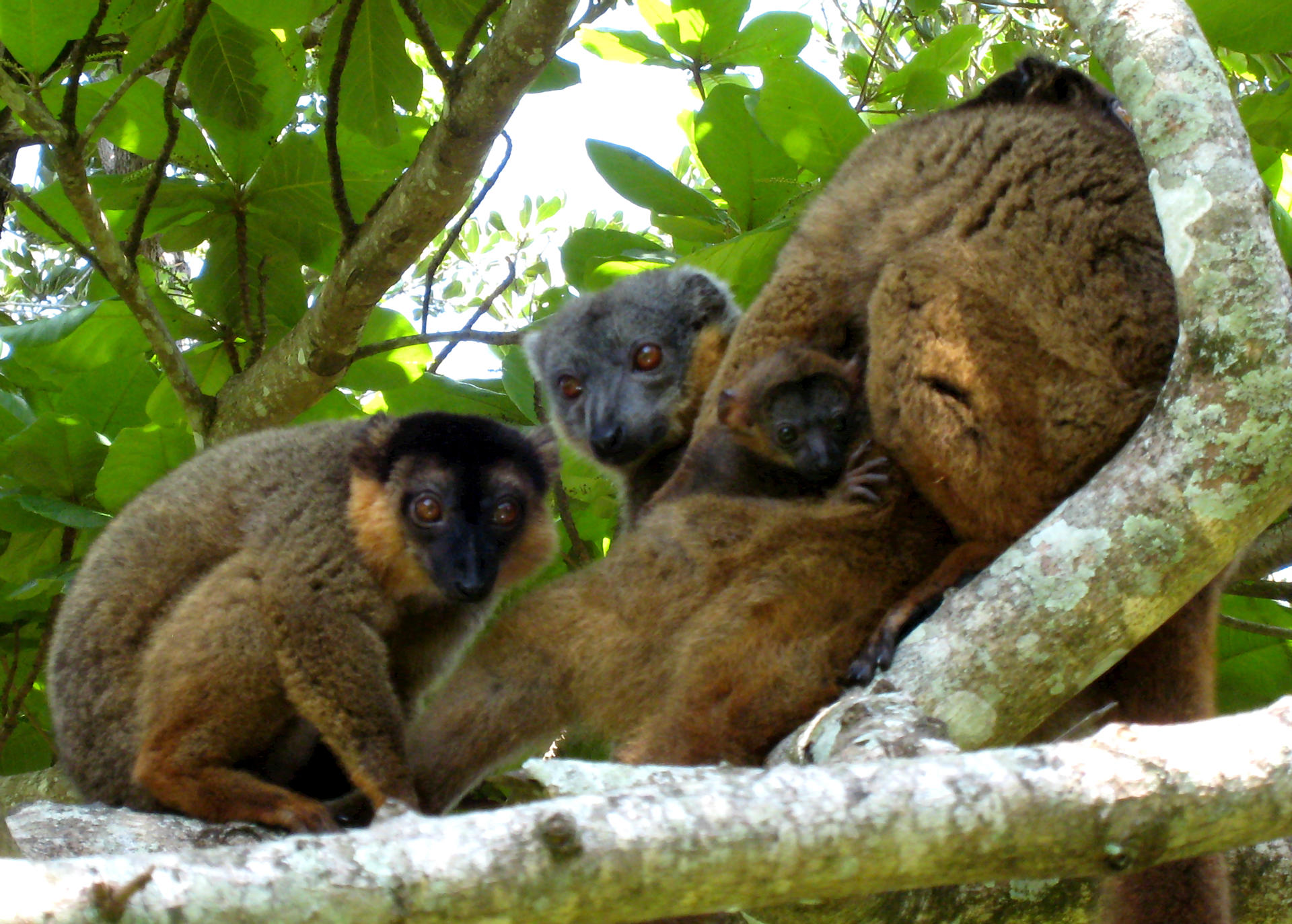 Eulemur Collaris CC Alex Dunkel